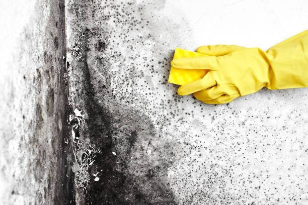 Best Industrial Mold Remediation  in West Burlington, IA